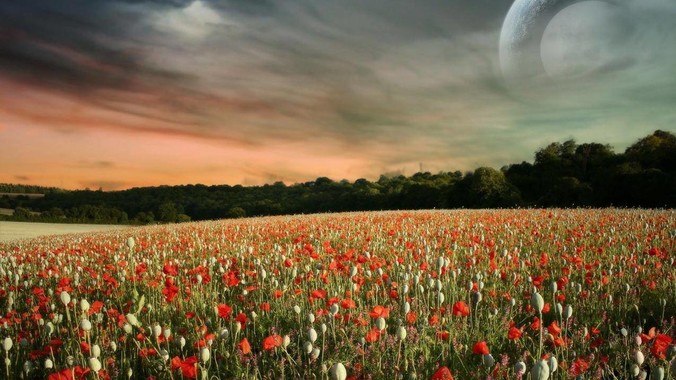 什么水草扔缸里就能活？